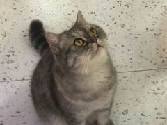 -喵园·猫主题咖啡厅·撸猫·猫咖(国贸店)