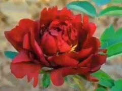 -洛阳市牡丹公园