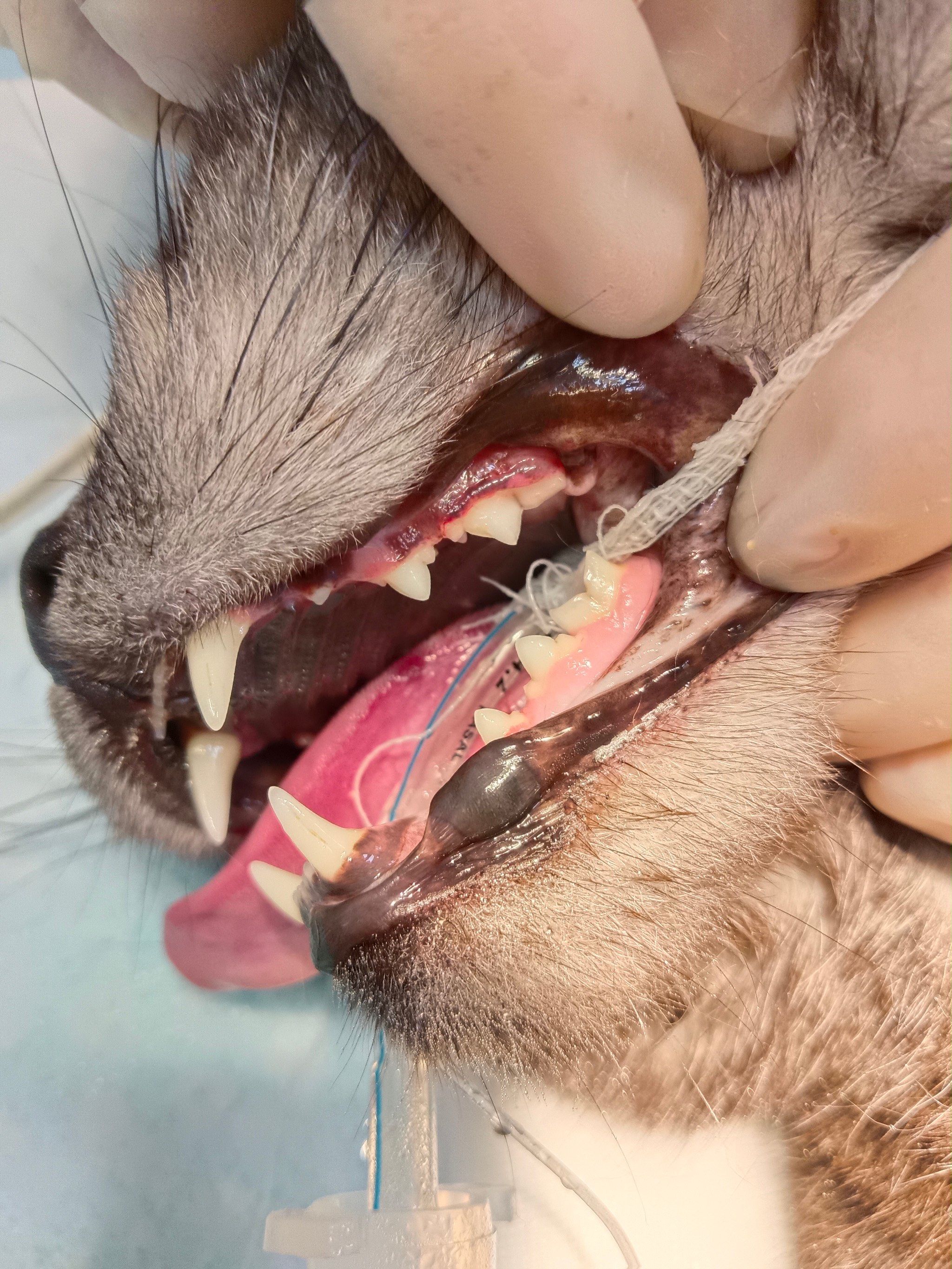 小猫嘴巴庞臭怎么办