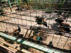 -瑞丽独树成林风景区