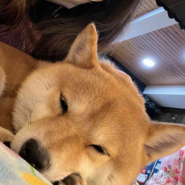 豆柴院子柴犬主题咖啡馆(鼓楼店[薄荷]环境:虽然小,但是很精致.