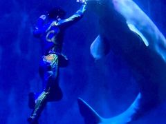 -芜湖新华联大白鲸海洋公园