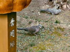 -罔极寺