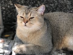 -喵屿·大理花园猫咖