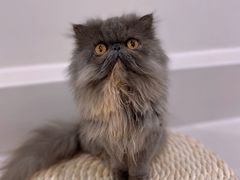 -More Fun猫咖 二十只万元加菲主题