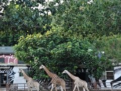 -大连森林动物园