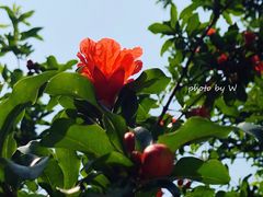 -亮马河饭店翠雅咖啡厅