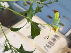 -喜茶(珠海华发商都店)