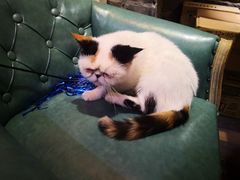 -猫色咖啡·猫咖