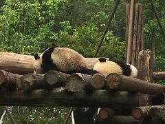 -都江堰中华大熊猫苑