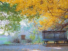 -上海共青森林公园