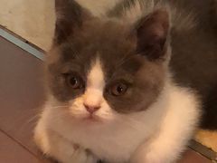 -猫大福·Fortune Cat猫舍(百子湾店)