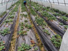 -胜丰草莓采摘园