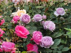 -人民公园(罗湖区)