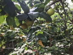 -南汇新场正宗水蜜桃采摘