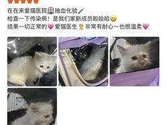 -宠颐生宠物医院·异宠猫科内科·诊疗中心宠巢店