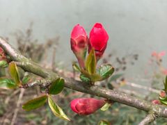 -武汉紫薇都市田园