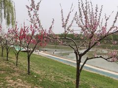 -洨河生态公园