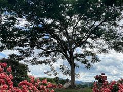 -中国科学院西双版纳热带植物园