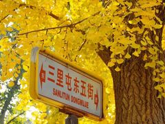 -三里屯东五街银杏大道