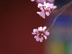 -桃花堤公园