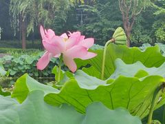 -陈家山荷花公园
