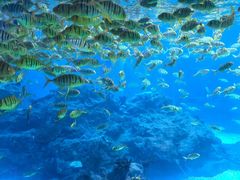 -海合安成都极地海洋公园