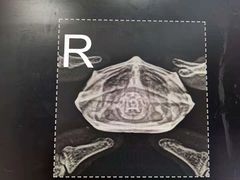 -瑞派·关忠动物医院·异宠专科·犬猫肿瘤·皮肤专科(望京店)