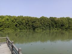 -大湾区中央湿地公园