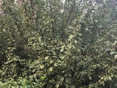 -Helens海伦司小酒馆(红旗南路店)