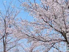 -西北湖绿化广场