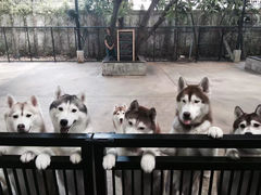 -TrueLove @ Neverland (Husky Cafe)