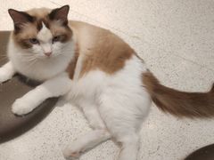 -飞行喵MR PILOT|猫舍·猫咖(静安大融城店)