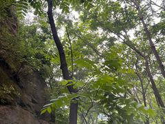 -大岭沟猕猴桃谷风景区
