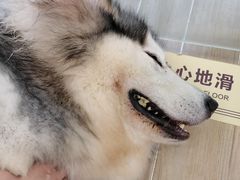 -李小姐の猫咖啡馆(五角场店)