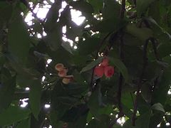 -南宁良凤江国家森林公园