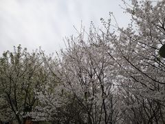 -武汉大学-樱园