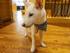 -柴务处·柴犬主题狗咖