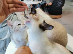 -Heymao猫咖.咖啡厅(东门店)