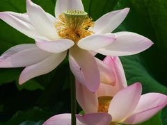 -紫竹院公园冰场