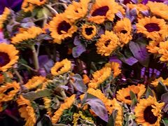 -花鸟鱼虫鲜花绿植市场(玉泉路店)