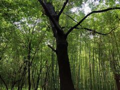 -终南山古楼观历史文化景区