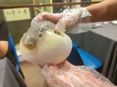 -肆月河豚·新淮扬(金融街店)