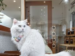 -有猫主题·治愈系猫咖(曾厝垵店)