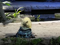 -夜间野生动物园