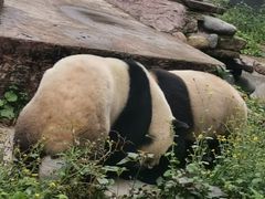 -中国大熊猫保护研究中心雅安碧峰峡基地