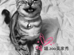 -喵zoo家庭繁育猫舍(尖东智能花园店)