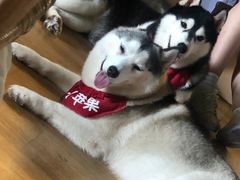 -Husky Go! 哈士奇体验馆·宠物咖啡厅狗咖