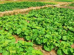 -呼吸森林·生态农庄农家乐私房菜