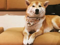 -柴务处·柴犬主题狗咖